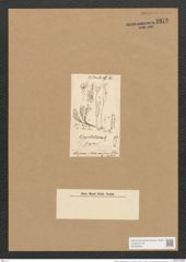 Berkeleya capitata (Kuetz.) Grun. (de-Toni-Nr.: Genus 21, Species 1231) Zeichnungen Sammlung Grunow Nr. 2372 (NHMW-BOT-W0369506)